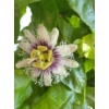 Kép 1/2 - Golgota-Passiflora Edulis