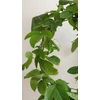Kép 4/4 - passiflora_belotti_