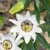 Kép 1/3 - Passiflora caerulea 'Constance Elliot'