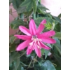 Kép 1/7 - Golgota-Passiflora rózsaszín virágú