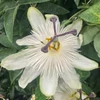 Kép 1/2 - passiflora_white_wedding_