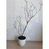Kép 2/2 - Vaccinium corymbosum 'Chandler' – Kék áfonya