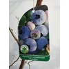 Kép 1/2 - Vaccinium corymbosum 'Chandler' – Kék áfonya