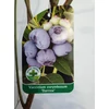 Kép 1/2 - Vaccinium corymbosum 'Darrow' - Magasbokrú kék áfonya