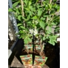 Kép 3/4 - Meggy &quot;Schattenmorelle&quot; Prunus cerasus 'Schattenmorelle'
