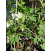 Kép 4/4 - Meggy &quot;Schattenmorelle&quot; Prunus cerasus 'Schattenmorelle'