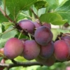 Kép 1/4 - Prunus Domestica &quot;Opal&quot; szilva balkon gyümölcsfa