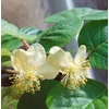 Kép 1/5 - actinidia_deliciosa_atlas_2