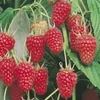 Kép 1/2 - tulameen_malna_