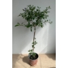 Kép 2/2 - (Lycianthes rantonnetii vagy Solanum rantonnetii)
