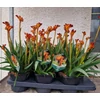 Kép 3/3 - Anigozanthos - Kengurumancs &quot;Fire&quot;