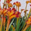 Kép 1/3 - Anigozanthos - Kengurumancs &quot;Fire&quot;