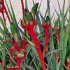 Kép 1/3 - Anigozanthos - Kengurumancs &quot;dance&quot;