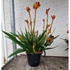 Kép 2/3 - Anigozanthos - Kengurumancs &quot;Fire&quot;
