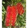 Kép 2/5 - Callistemon-Kefevirág