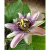 Kép 1/2 - Passiflora Belotti