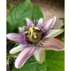 Kép 1/5 - Passiflora Belotti