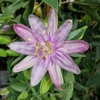 Kép 1/3 - Passiflora_Anna_Flora_Golgota_
