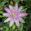 Kép 1/3 - Passiflora_Anna_Flora_Golgota_
