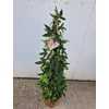 Kép 2/3 - Passiflora_Anna_Flora_Golgota_