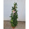 Kép 2/3 - Passiflora_Anna_Flora_Golgota_