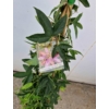 Kép 3/3 - Passiflora_Anna_Flora_Golgota_