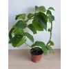 Kép 2/2 - passiflora_white_wedding_