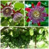 Kép 1/4 - Passiflora_Quadrangularis