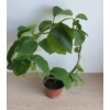 Kép 3/4 - Passiflora_Quadrangularis
