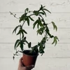 Kép 2/2 - Golgota-Passiflora Klara