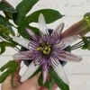 Kép 1/2 - Golgota-Passiflora Klara