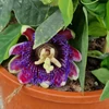 Kép 4/5 - passiflora_marijke_