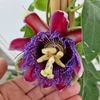 Kép 3/5 - passiflora_marijke_