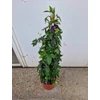Kép 5/5 - passiflora_marijke_