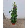 Kép 5/5 - passiflora_marijke_