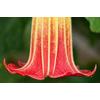Kép 1/5 - Piros-Sárga Angyaltrombita 'Brugmansia' Datura