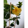 Kép 1/4 - Tölcsérjázmin Bloom Bells Yellow