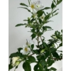 Kép 1/2 - Törzses Encián-fehér (Lycianthes rantonnetii ‘White Charles’)