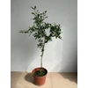 Kép 2/2 - Törzses Encián-fehér (Lycianthes rantonnetii ‘White Charles’)