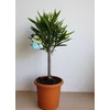 Kép 2/3 - Törzses leander 50 cm magas