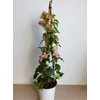 Kép 2/2 - Bougainvillea-Murvafürt Tahitian Imperial 