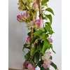 Kép 1/2 - Bougainvillea-Murvafürt Tahitian Imperial 