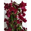 Kép 1/2 - Bougainvillea-Murvafürt Bordó