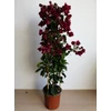 Kép 2/2 - Bougainvillea-Murvafürt Bordó