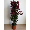 Kép 2/2 - Bougainvillea-Murvafürt Bordó