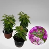 Kép 2/2 - Törzses bougainvillea alexandra 