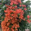 Kép 1/2 - Bougainvillea Bois de Rose