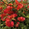 Kép 1/2 - Bougainvillea Camarillo fiesta