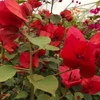 Kép 1/2 - Bougainvillea Don Mario