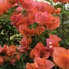 Kép 1/2 - Bougainvillea Hawaiian Orange